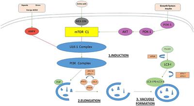 Journey to the Center of the Fetal Brain: Environmental Exposures and Autophagy